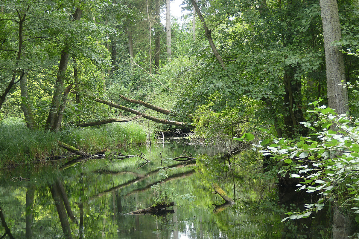 Nebel Durchbruchstal